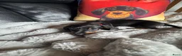 Miniature Dachshund dogs for sale: Kc registered Miniature dachshunds  - Advert 7