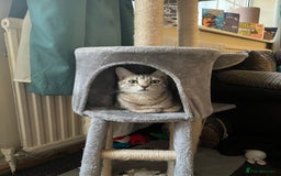 Mixed Breed cats for sale: 4yr old female mixed breed  - Image 4