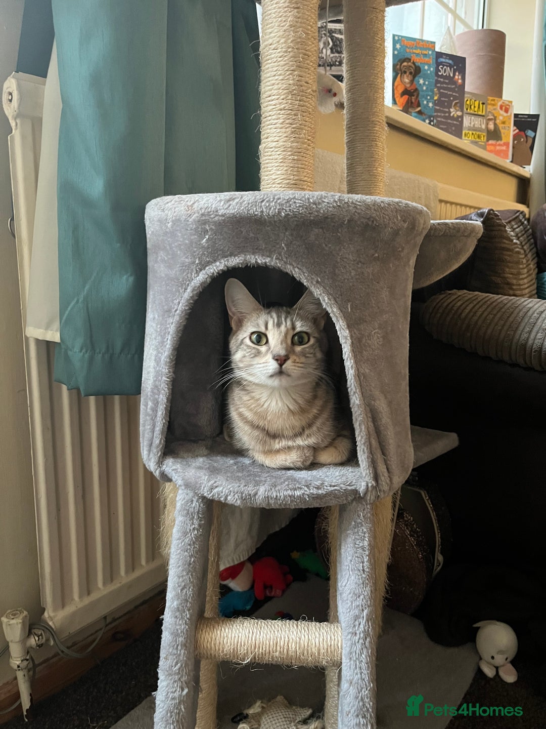Mixed Breed cats for sale: 4yr old female mixed breed  - Image 4
