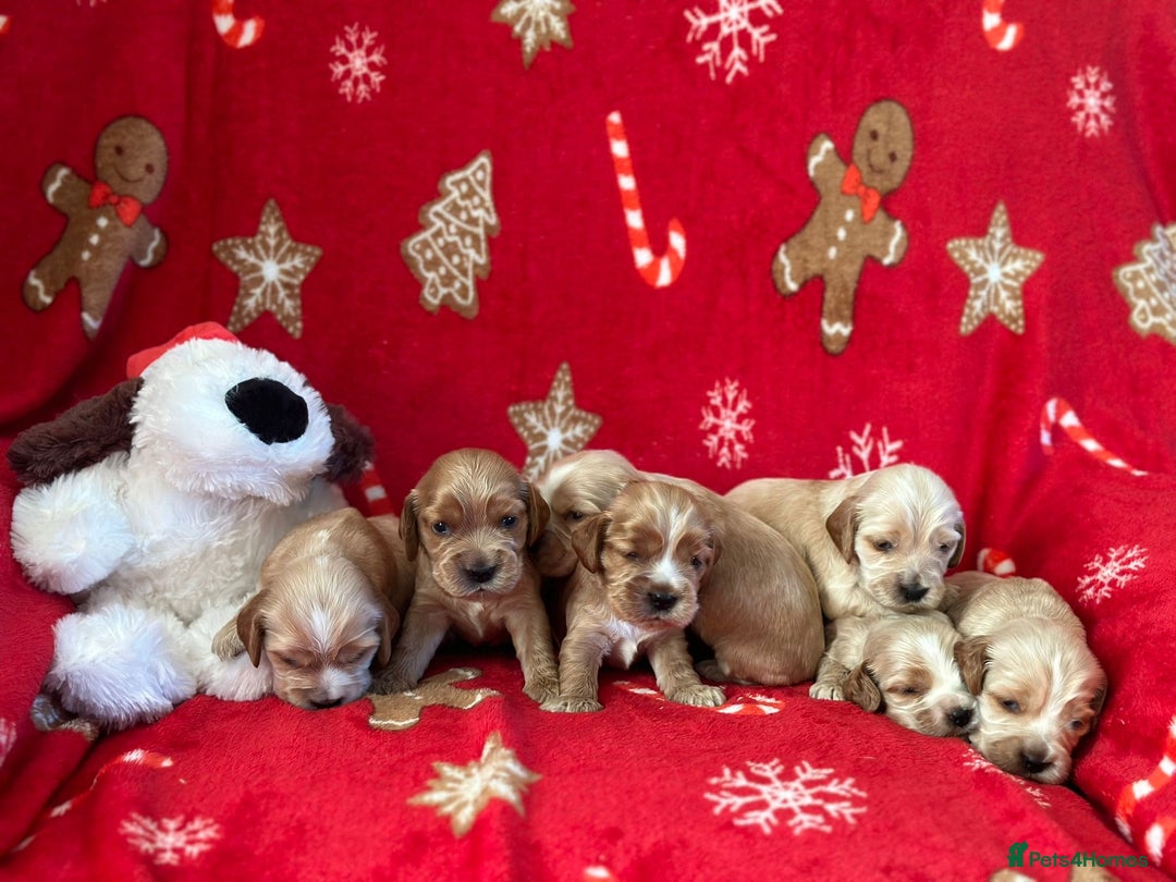 Cocker Spaniel dogs for sale: 🌟STUNNING SHOW COCKER SPANIEL BABIES🌟1 Boy left  - Advert 8