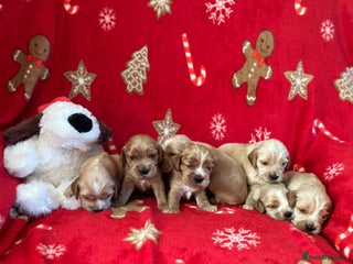 Cocker Spaniel dogs 🌟STUNNING SHOW COCKER SPANIEL PUPPIES🌟 - Advert 10