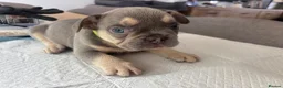 French Bulldog dogs for sale: French bulldog ( fluffy bloodline) - Advert 15