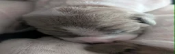 American Bulldog dogs for sale: American bulldogs  - Advert 15