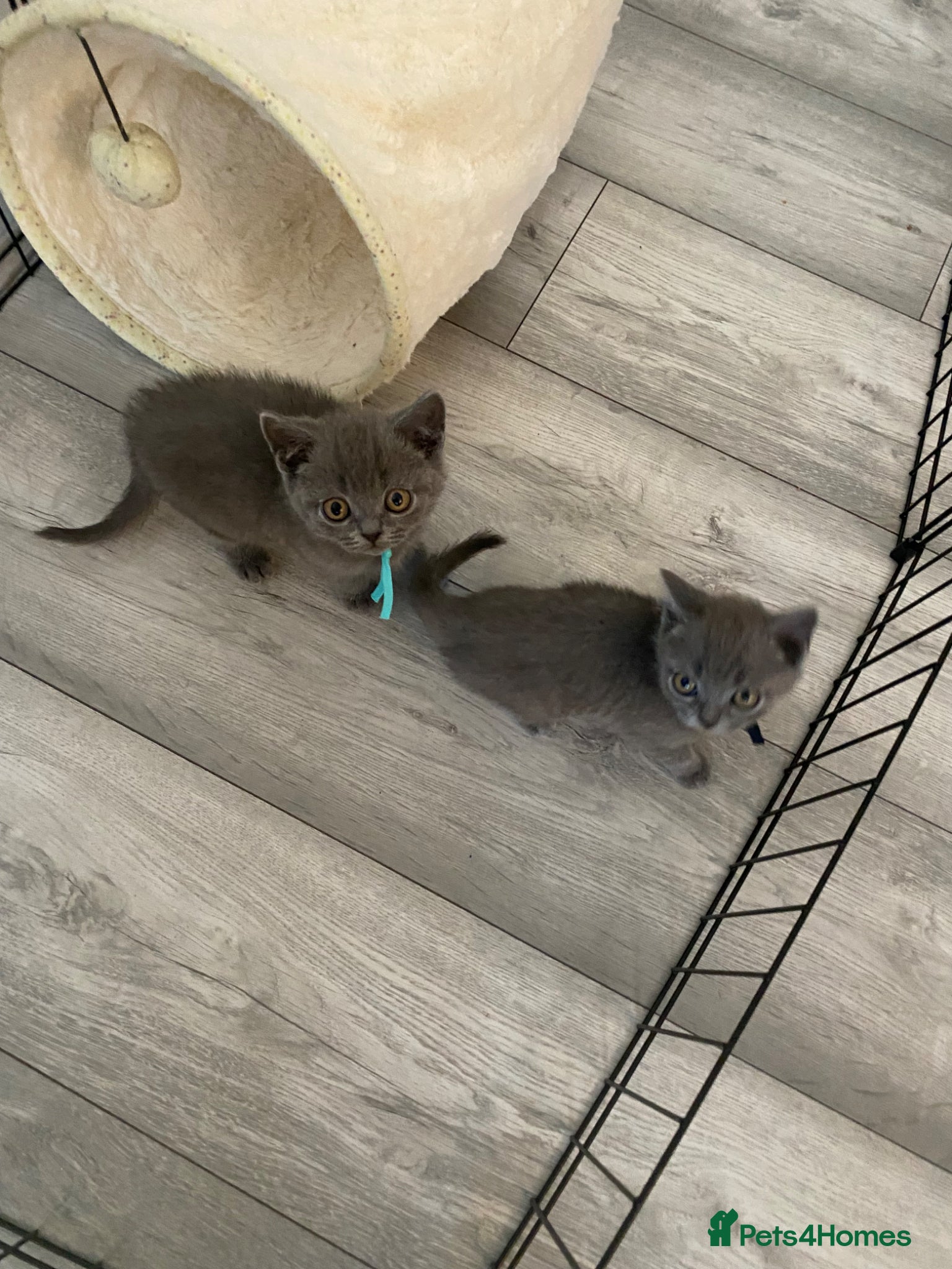 British Shorthair cats Beautiful British shorthair kittens - Advert 1