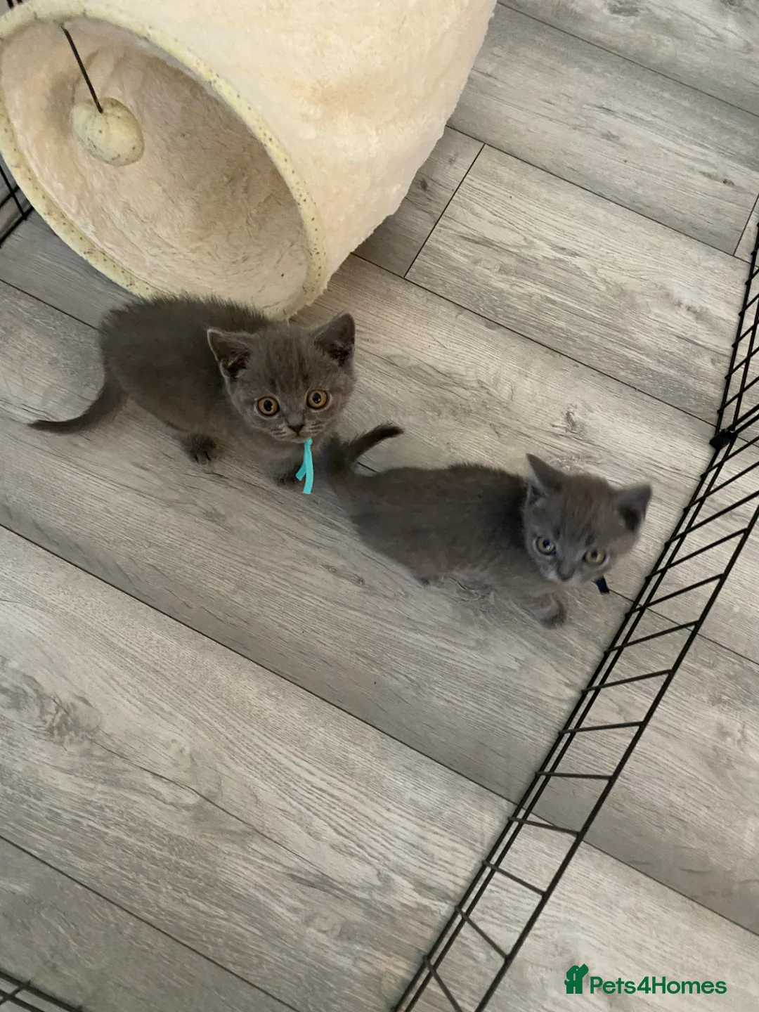 British Shorthair cats for sale: Beautiful British shorthair kittens - Advert 1