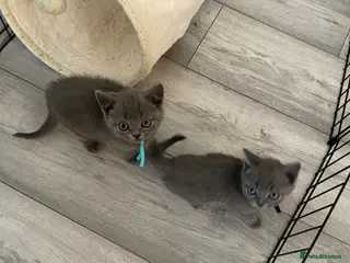 British Shorthair cats Beautiful British shorthair kittens - Advert 1