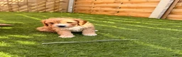 Cavapoo dogs for sale: A beautiful litter of F2 Cavapoos - Advert 7