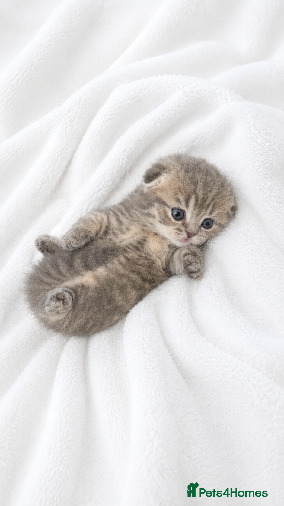Scottish Fold cats 3 Gorgeous Tiger-Striped Scottish Fold Kittens - Advert 18