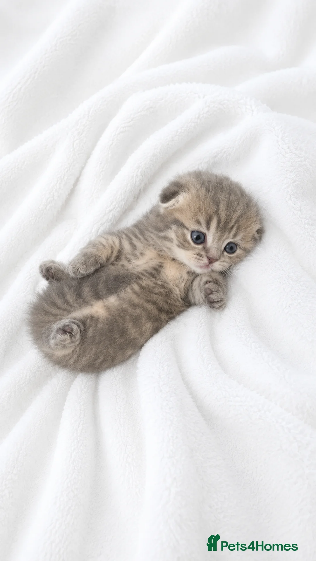 Scottish Fold cats for sale: Tiger-Striped Scottish Fold Kittens - Advert 1