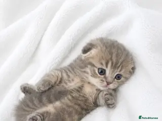 Scottish Fold cats Tiger-Striped Scottish Fold Kittens - Advert 1
