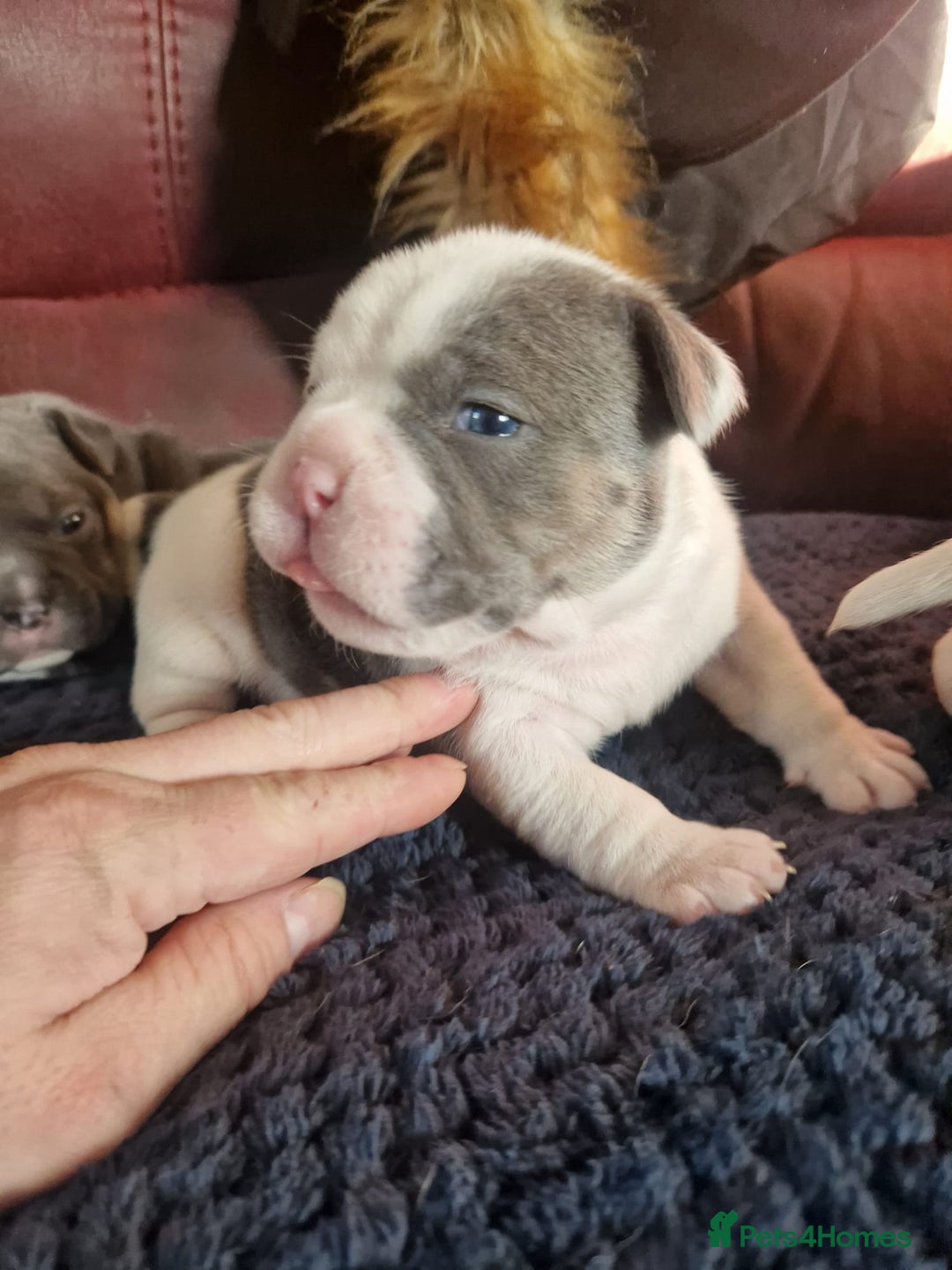 Mixed Breed dogs for sale: Micro bully / french bulldogs hybrids  - Advert 3