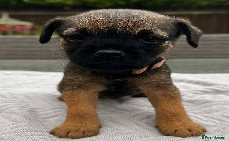 Border Terrier dogs - Advert 1