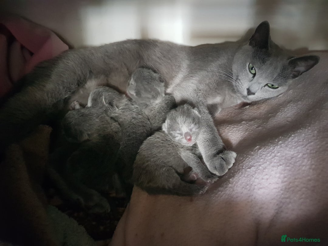 Russian Blue cats for sale: **TICA full pedigree Russian Blue kittens - Image 19