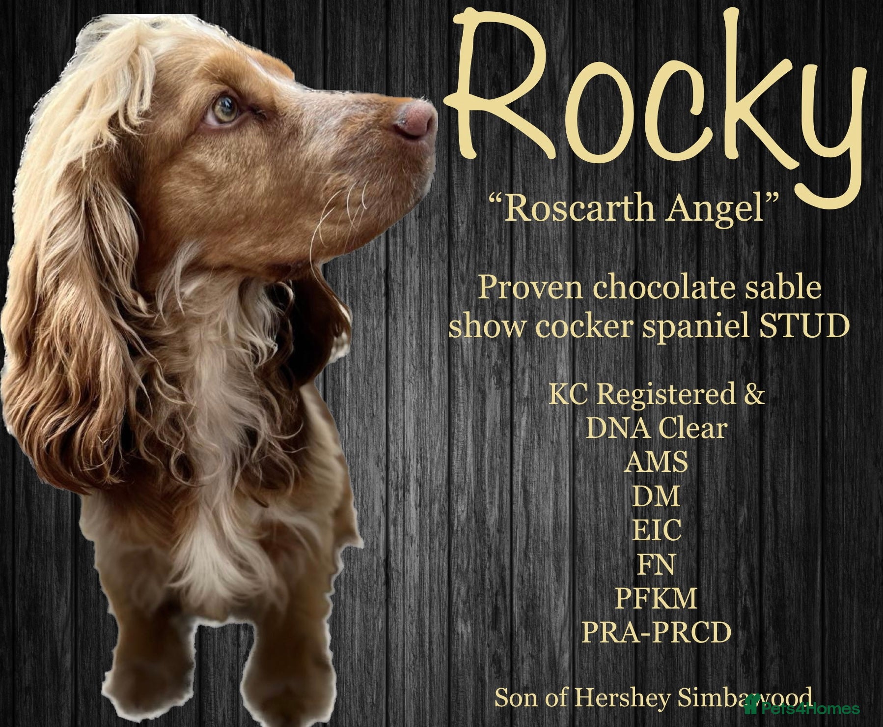 Cocker Spaniel dogs *STUD* Handsome chocolate sable KC show cocker in Llandysul - Advert 1