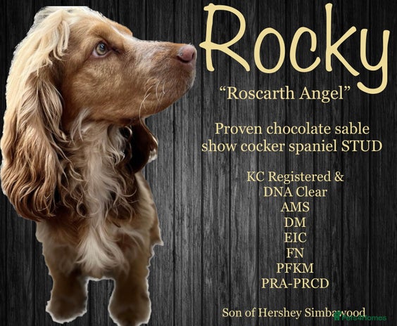 Cocker Spaniel dogs in Llandysul - Advert 1