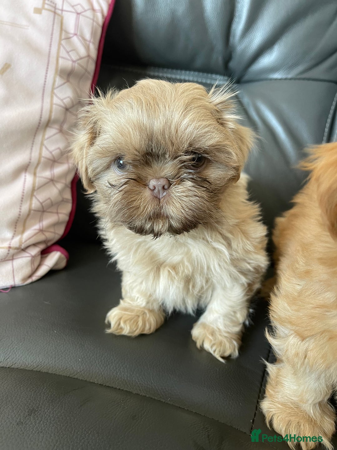 Shih Tzu dogs for sale: imperial shih tzu  in Nottingham - Image 9