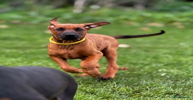 Mixed Breed dogs 75% working dobermanns Reduced price!!! - Advert 7