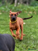 Mixed Breed dogs 75% working dobermanns Reduced price!!! - Advert 7