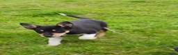 Australian Kelpie dogs for sale: Kelpie pups for sale in Ballymena - Advert 6