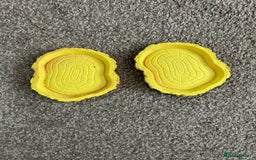 Tortoise reptiles for sale: 2 x Horsefeild Tortoises and set up - Image 6