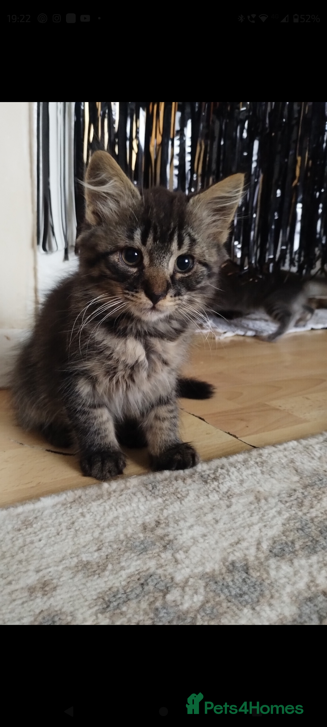 Mixed Breed cats for sale: 2 lovely kittens  - Advert 6