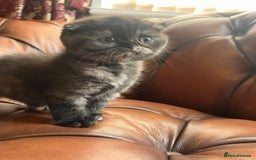 Scottish Fold cats for sale: 💫🐾Adorable kittens looking for loving homes🐾💫 - Image 11