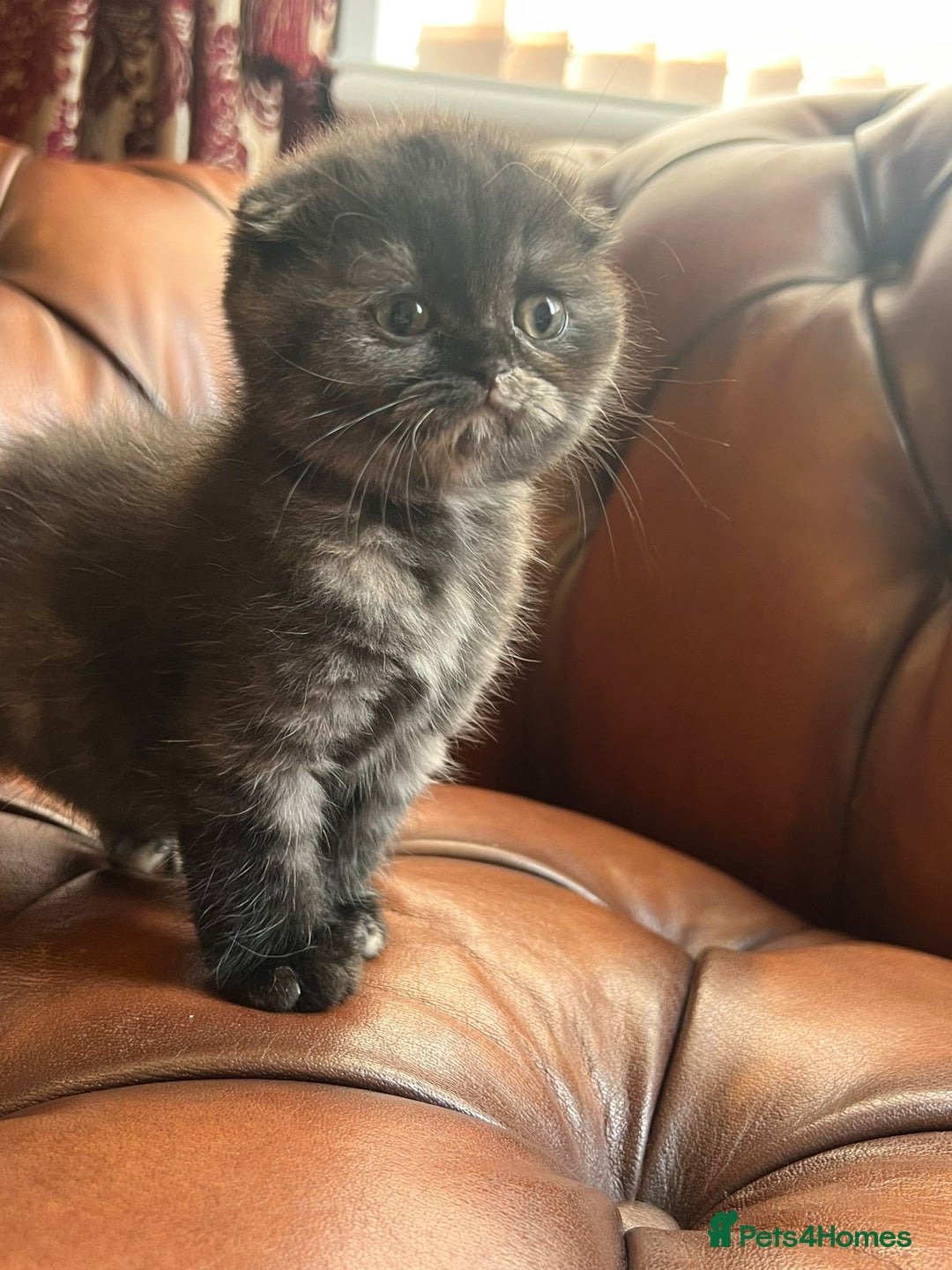 Scottish Fold cats for sale: 💫🐾Adorable kittens looking for loving homes🐾💫 - Image 11