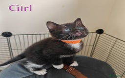 British Shorthair cats for sale: 4 litte Treasures seek Forever Home - Image 1