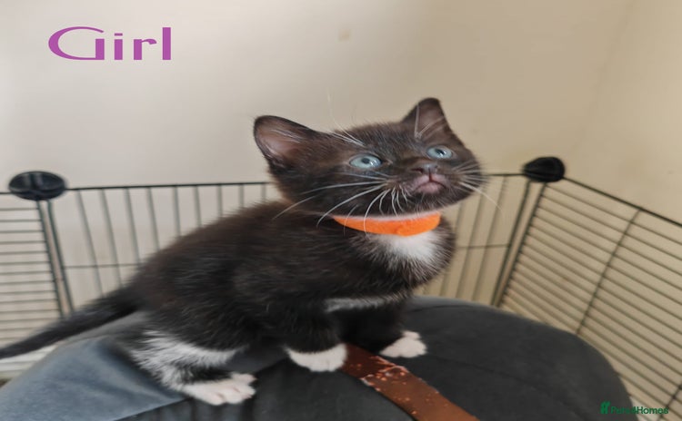 British Shorthair cats - Advert 2