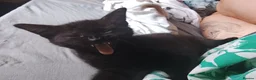 British Shorthair cats for sale: Black with white patched kittens  - Advert 6