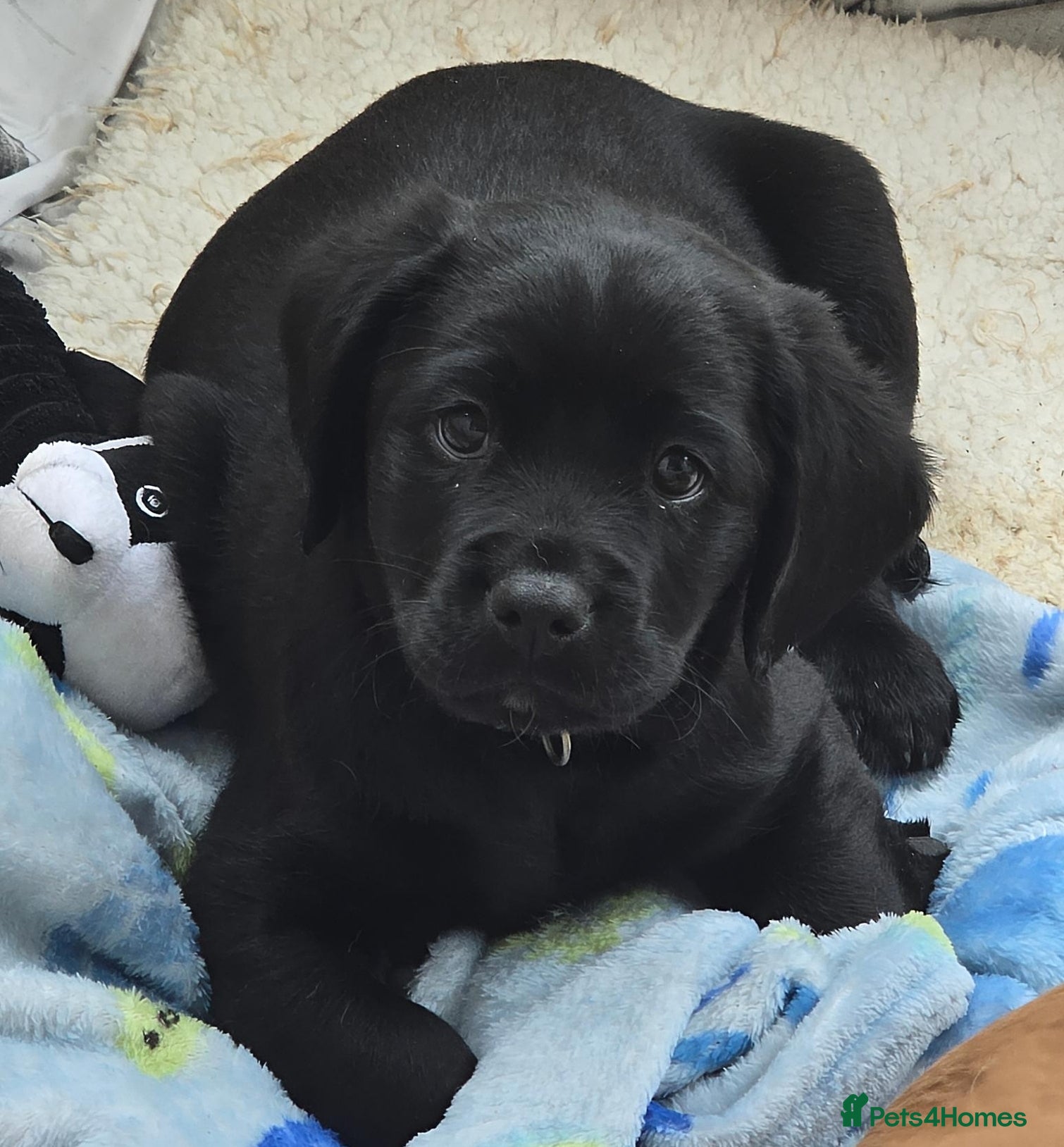 Mixed Breed dogs for sale: Cavador! Rare Ready 2 leave. 1 beautiful boy left. - Advert 8