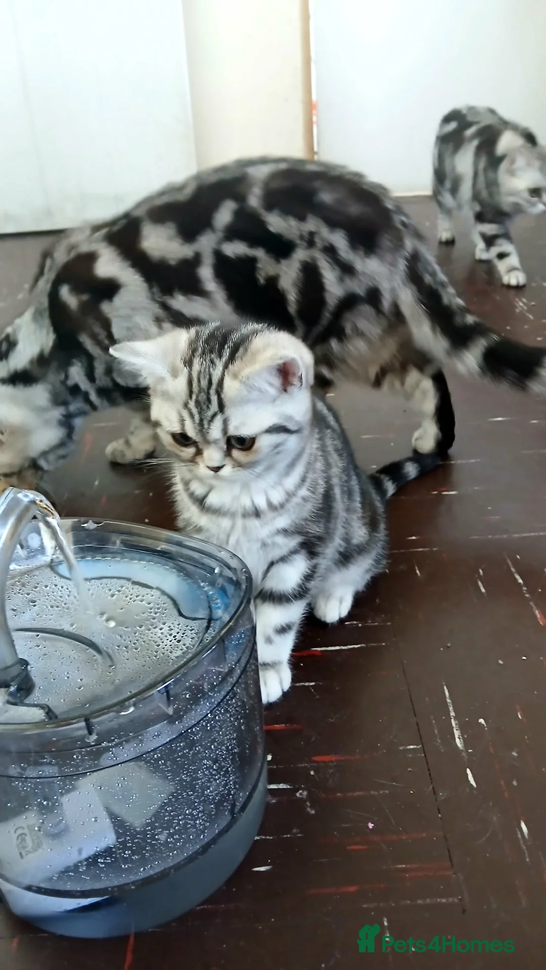 British Shorthair cats for sale:  Bsh.Silver Classic Tabby. GCCF - Advert 2