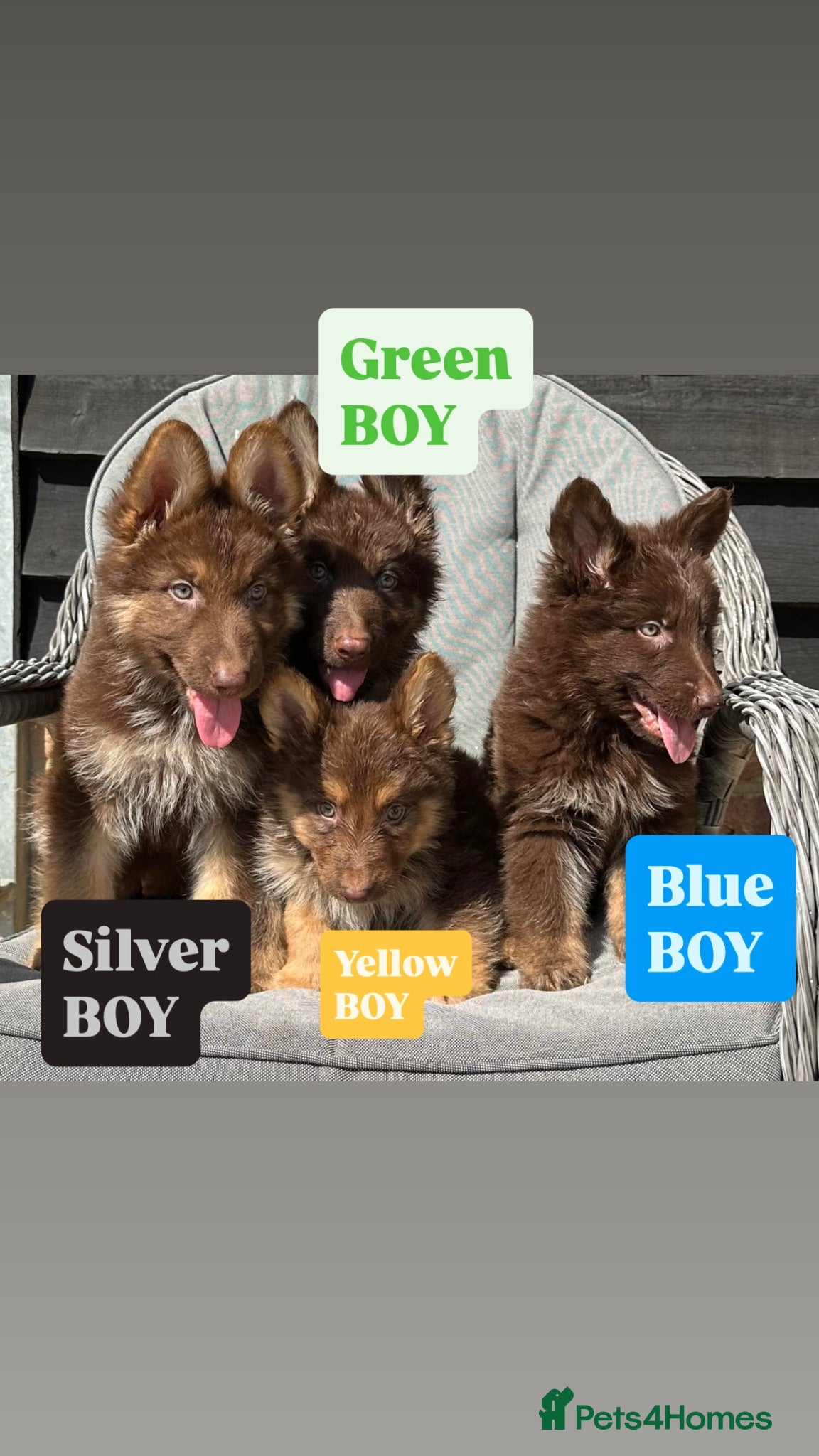 German Shepherd dogs CHOCOLATE AND TAN LONG COATED GERMAN SHEPARDS  - Advert 1