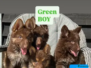 German Shepherd dogs CHOCOLATE AND TAN LONG COATED GERMAN SHEPARDS - Advert 3