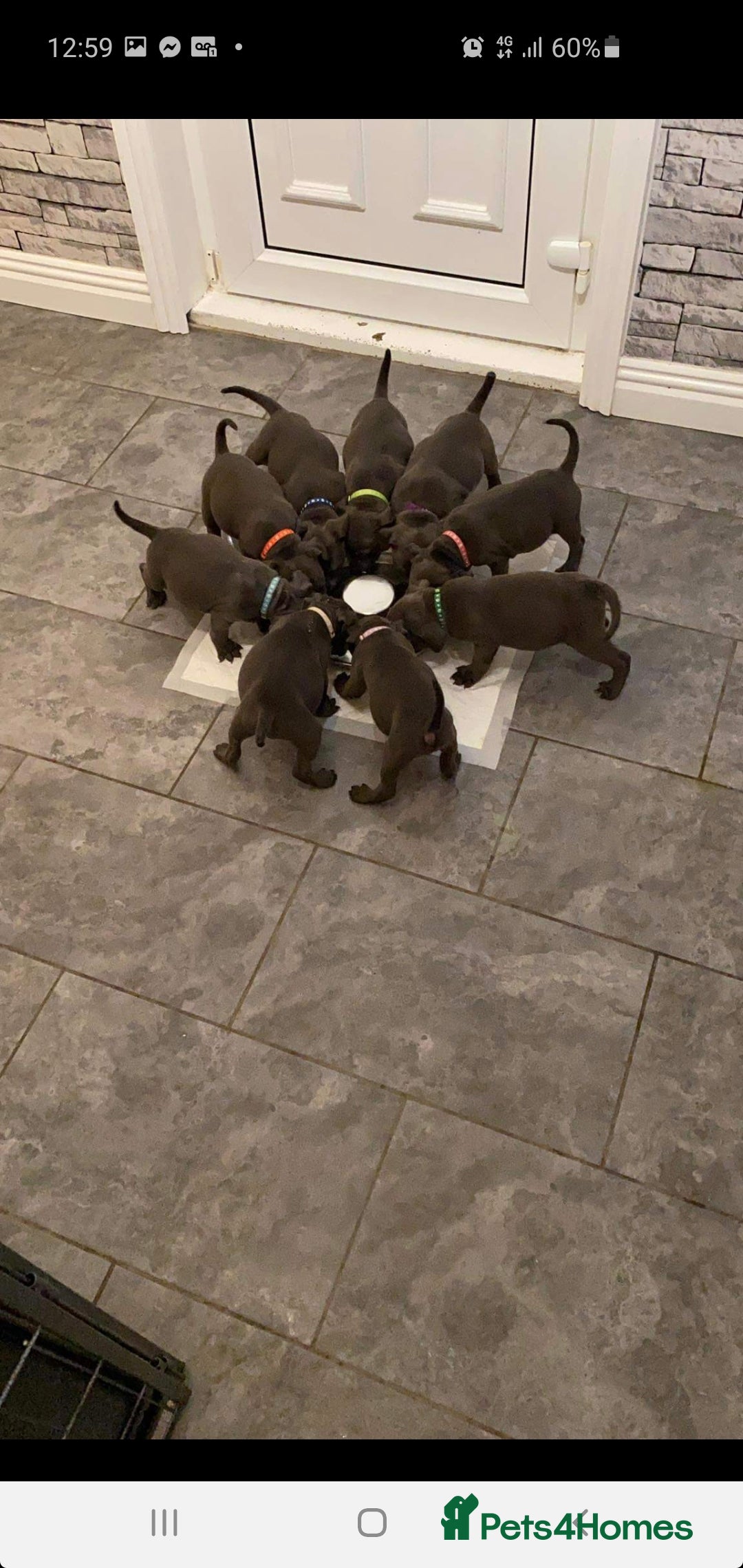 Staffordshire Bull Terrier dogs for stud: *PROVEN stud* Blue Staffordshire bull terrier in Middlesbrough - Advert 12