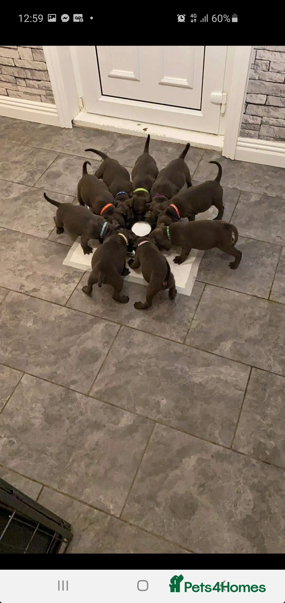 Staffordshire Bull Terrier dogs for stud: *PROVEN stud* Blue Staffordshire bull terrier in Middlesbrough - Advert 12