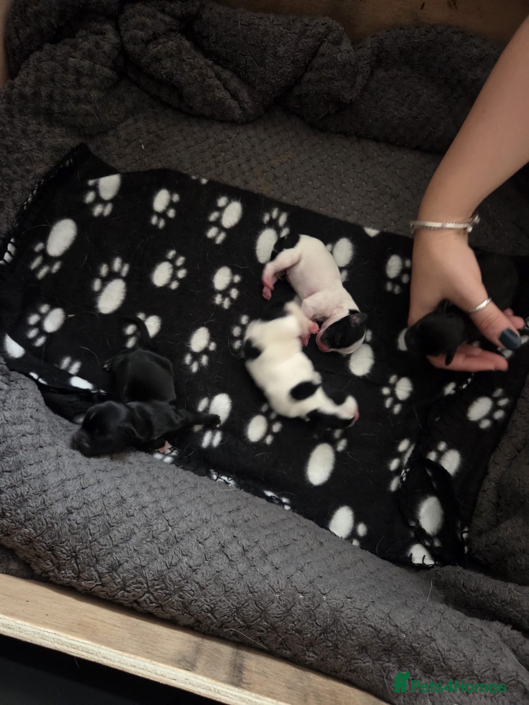 Mixed Breed dogs for sale: Chihuahua x Cocker Spaniel Puppies. 3 Boys/2 Girl - Image 3