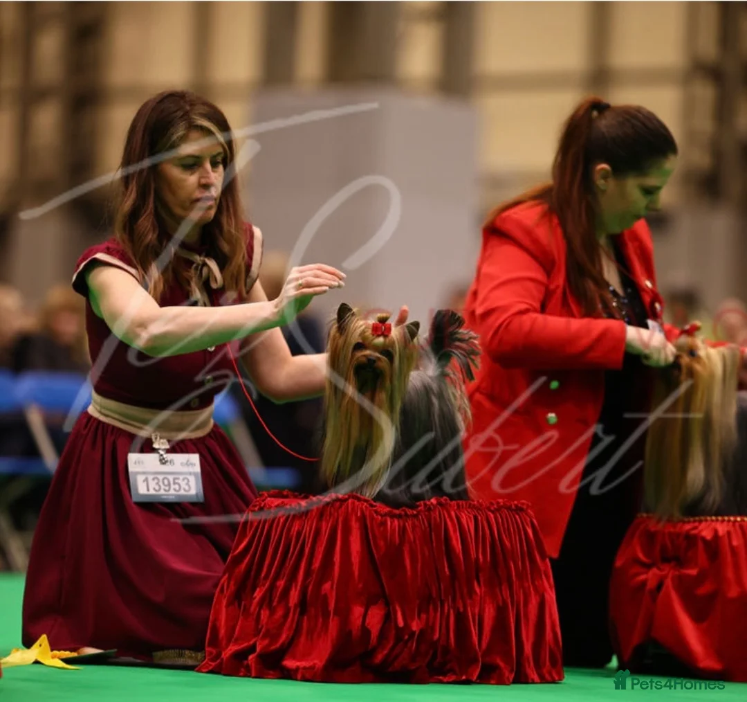 Yorkshire Terrier dogs for stud: KC REG UK Champion 🏆Yorkshire terrier for STUD - Advert 2
