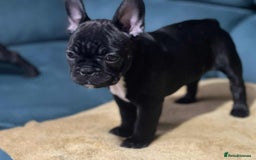 French Bulldog dogs for sale: KcFrenchiePup-HealthTestedParents-Lastone-Readynow in Derby - Image 18