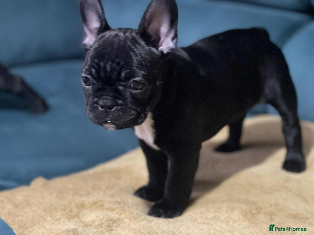 French Bulldog dogs for sale: KcFrenchiePup-HealthTestedParents-Lastone-Readynow in Derby - Image 18