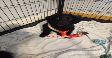 Mixed Breed dogs - Advert 8