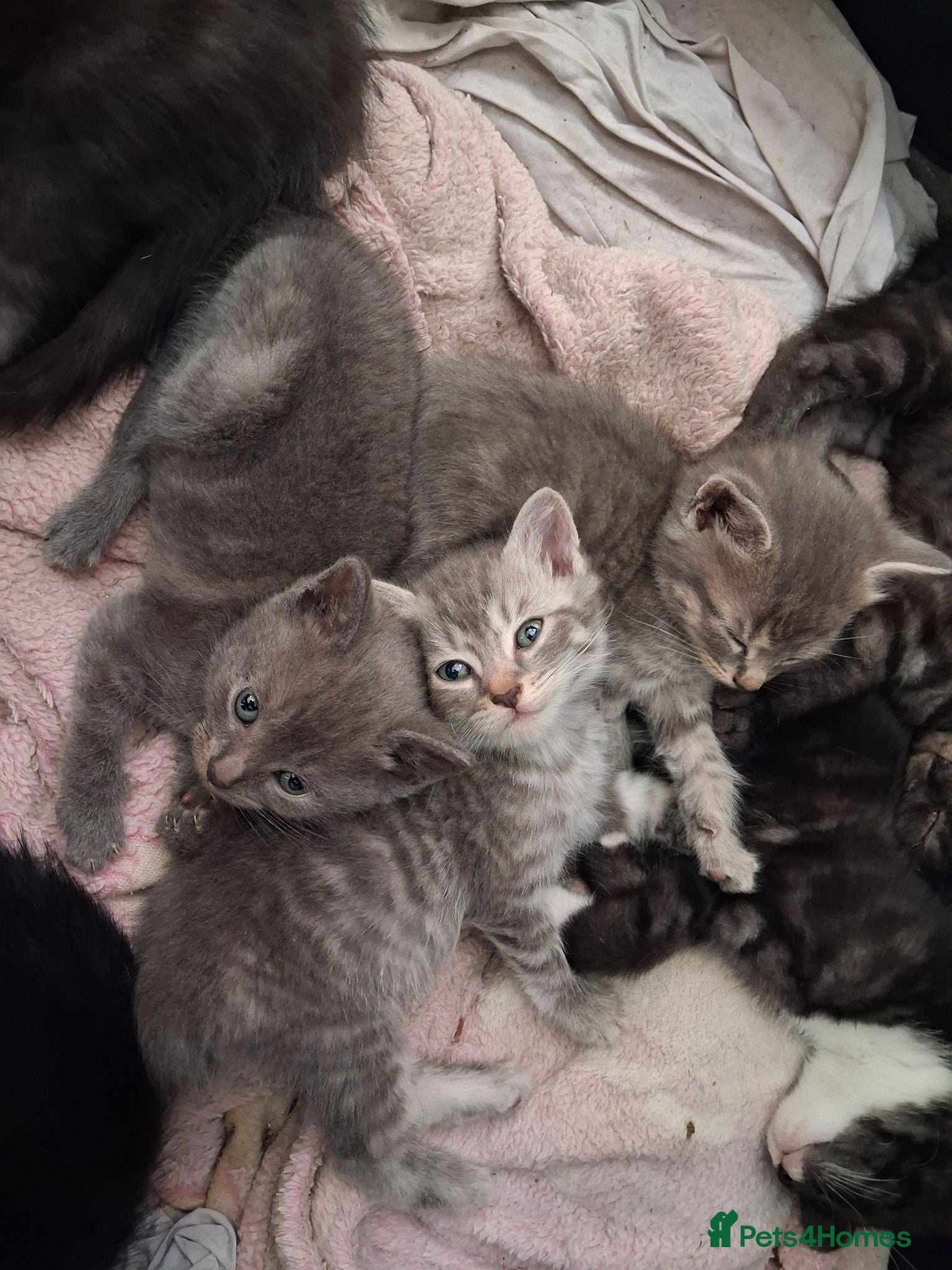 Mixed Breed cats Beautiful mixed kittens  - Advert 1