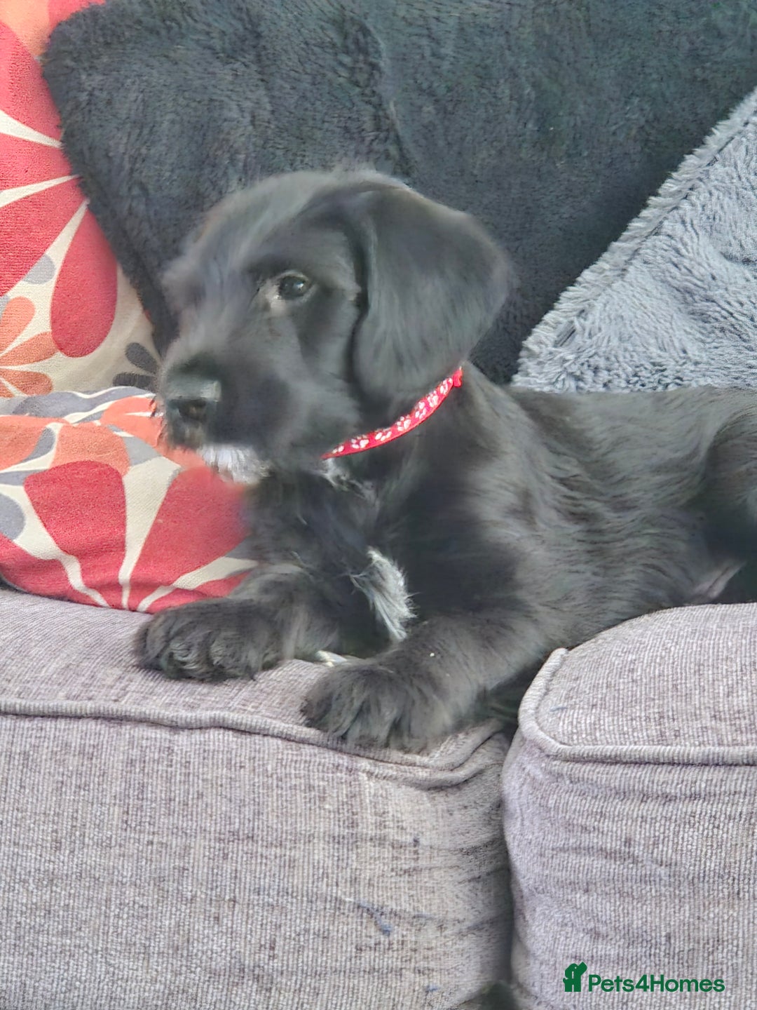 Mixed Breed dogs for sale: Labradoodle lurcher - Advert 7