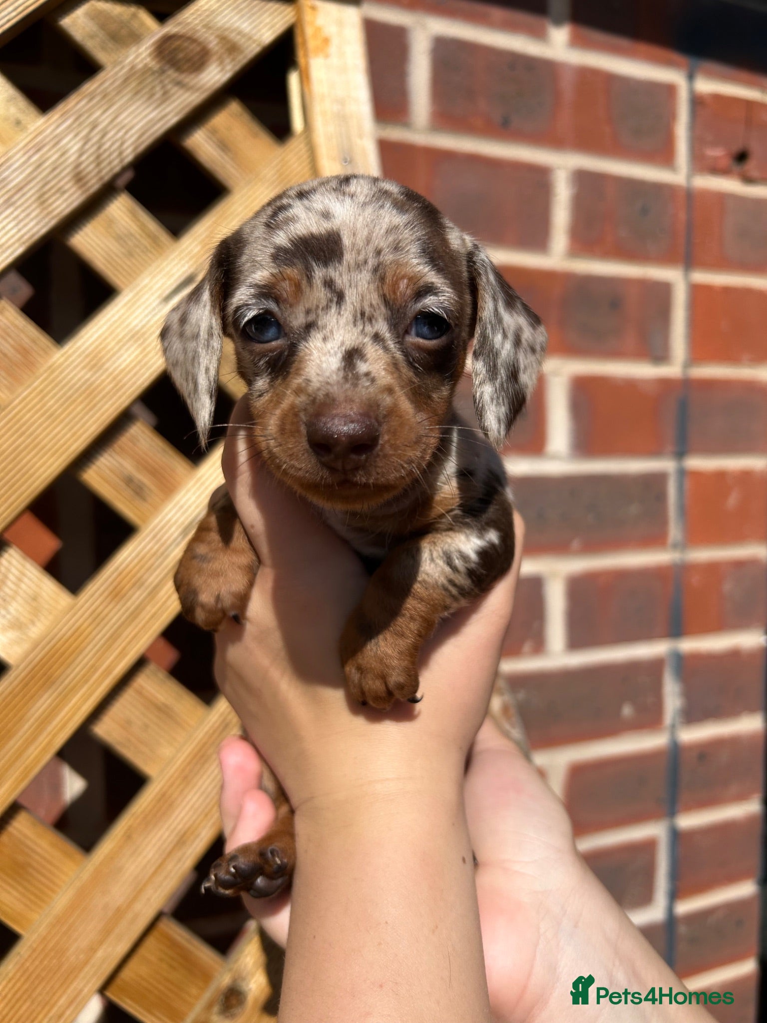 Dachshund dogs 7 beautiful dachshund puppies  - Advert 1