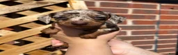 Dachshund dogs for sale: 7 beautiful dachshund puppies  - Advert 9