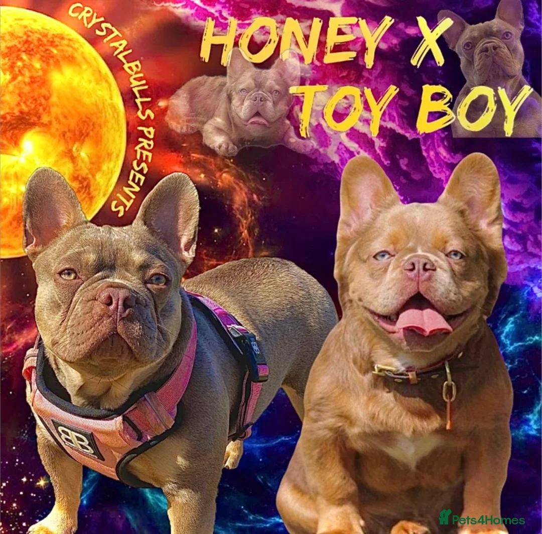 French Bulldog dogs for stud: 🦍SHORTTY🦍 SPECIAL OFFER WON'T GET CHEAPER 🔥🔥 in Northampton - Advert 11