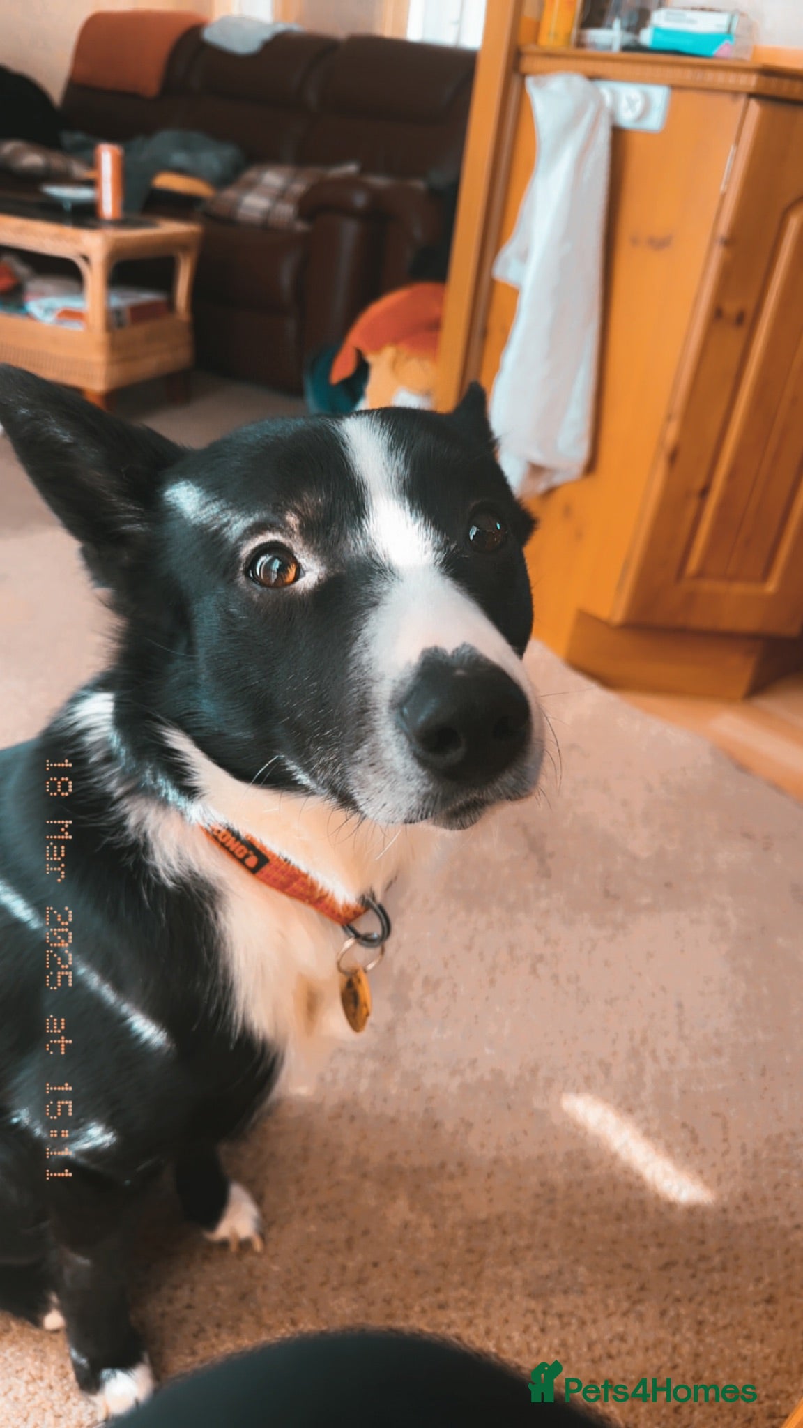 Mixed Breed dogs Oscar  - Advert 1