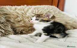 Mixed Breed cats for sale: Beautiful Kittens For Sale  - Image 18