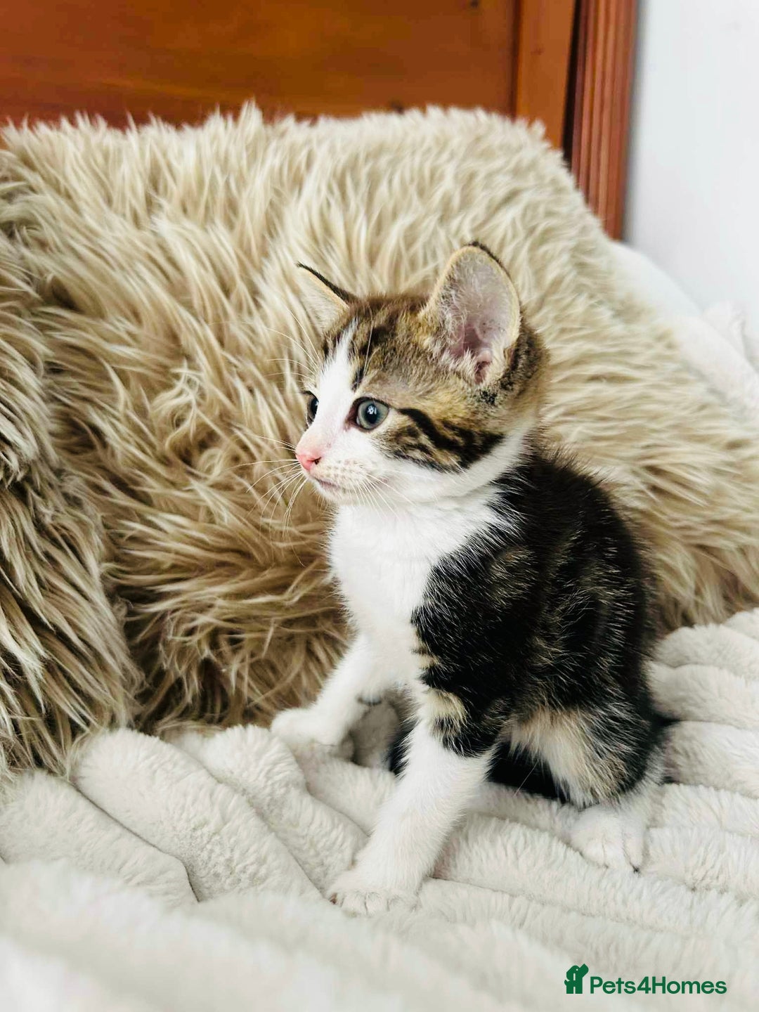 Mixed Breed cats for sale: Beautiful Kittens For Sale  - Image 18