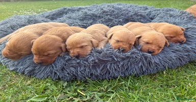 Labrador Retriever dogs - Advert 2